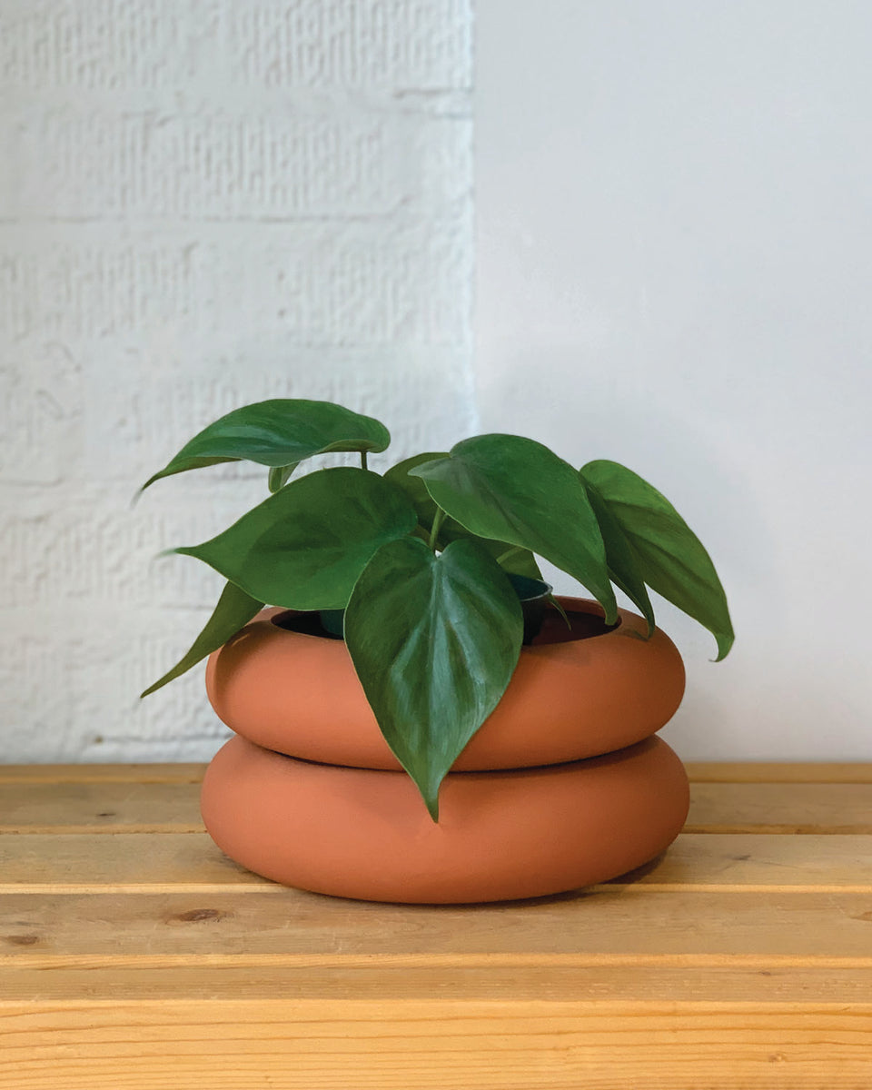 heartleaf philodendron toronto Heartleaf Philodendron – Plant Shop GR