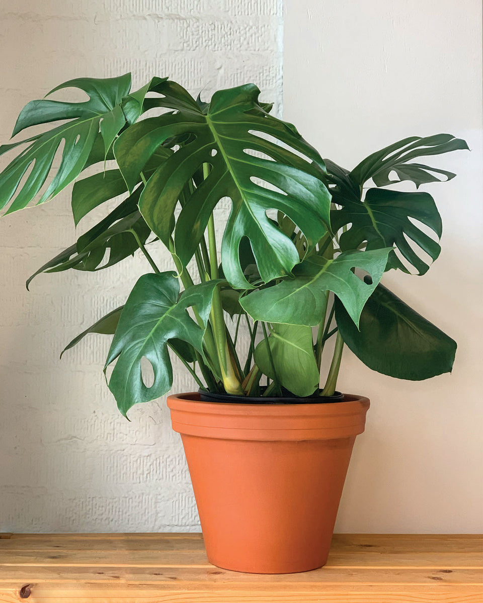 Monstera Deliciosa – Plant Shop GR