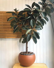 Load image into Gallery viewer, Burgundy Rubber Tree