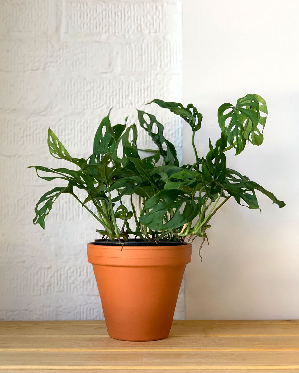 Monstera Adansonii – Plant Shop GR