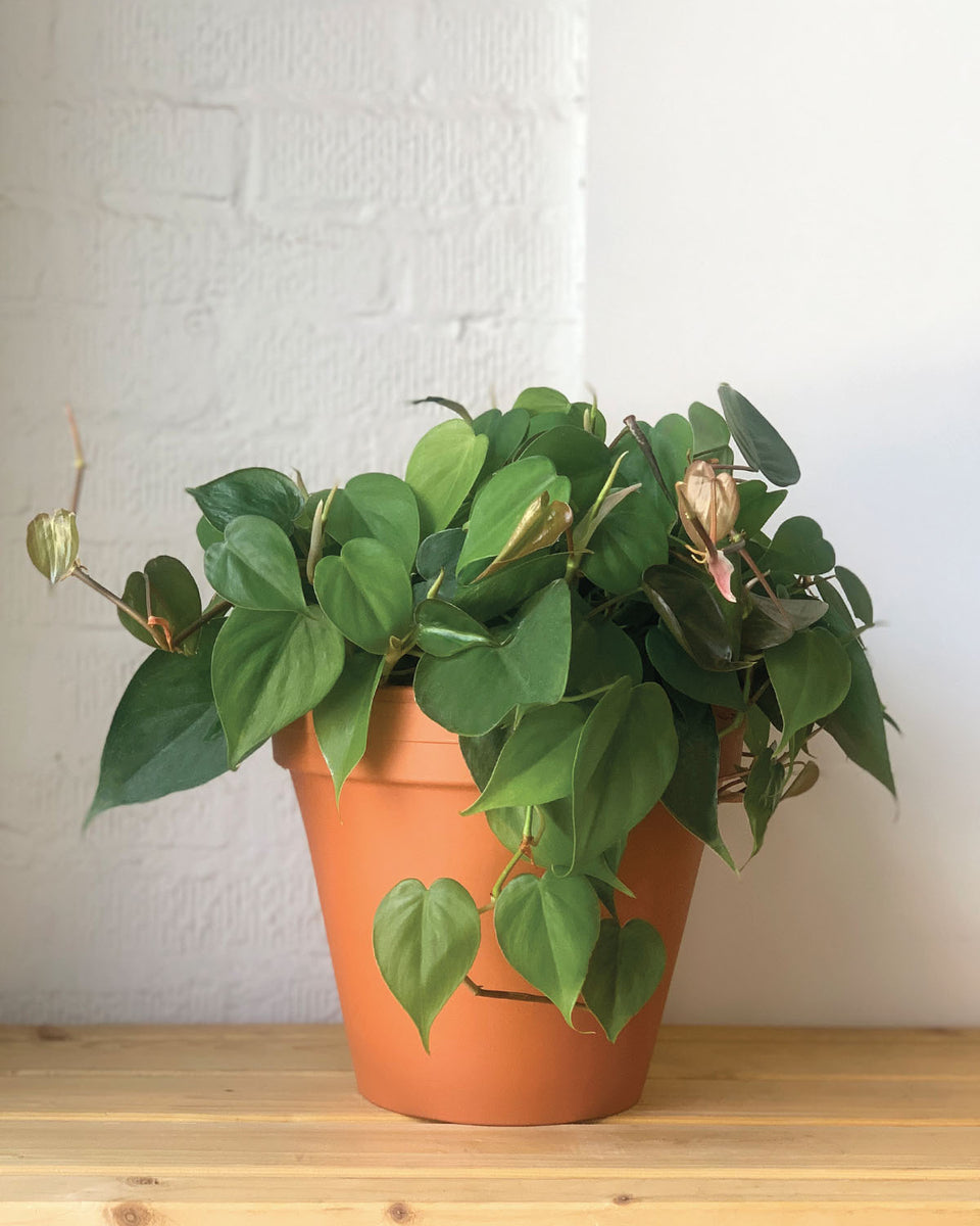 Heartleaf Philodendron – Plant Shop GR