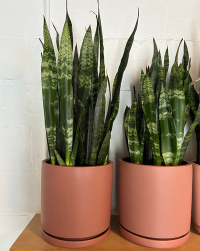 Sansevieria Black Coral