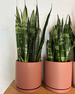 Sansevieria Black Coral