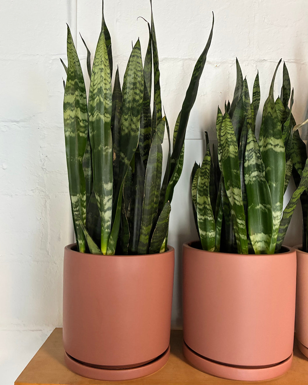 Sansevieria Black Coral