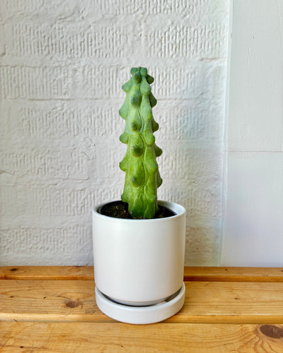 Boobie Cactus