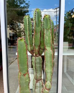 Euphorbia Chocolate Drop