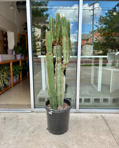 Euphorbia Chocolate Drop