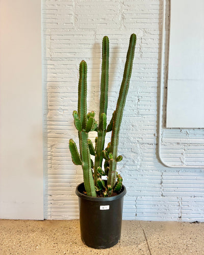 Euphorbia Canariensis