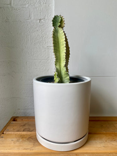 Euphorbia Ammak, Variegated