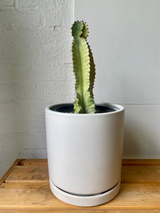 Euphorbia Ammak, Variegated