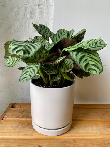 Calathea Burle Marx