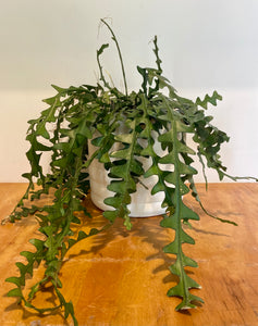 Ric Rac Cactus