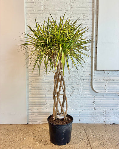 Dracaena Kiwi Open Weave Braid