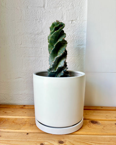 Cereus Forbesii Spiralis