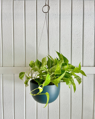 Clifton Hanging Pot