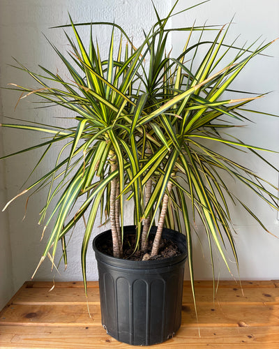 Dracaena Marginata Kiwi