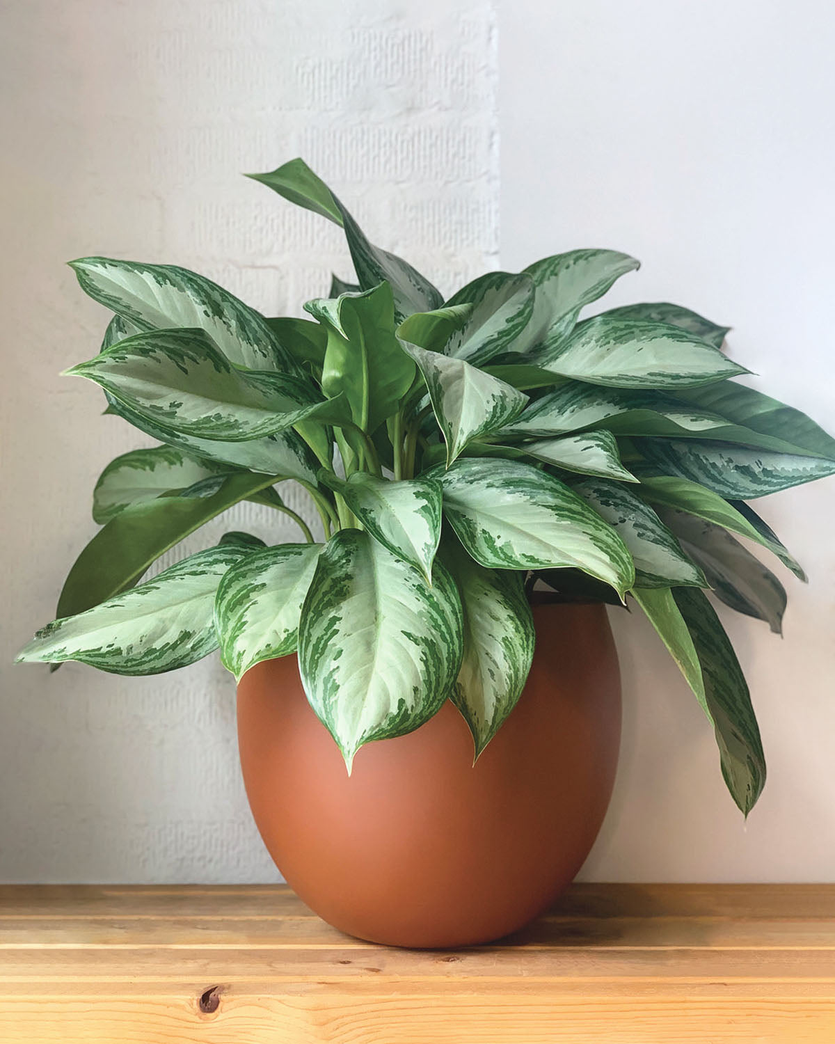 aglaonema bay Aglaonema Silver Bay