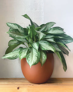 aglaonema mondo bay Aglaonema Silver Bay