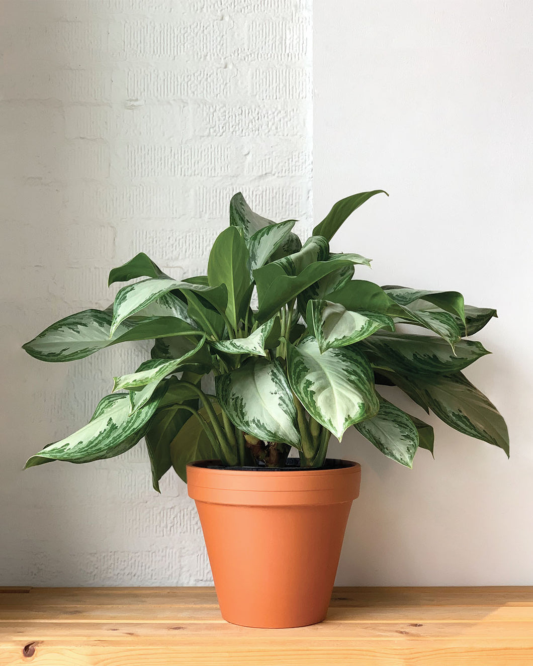 Aglaonema Silver Bay