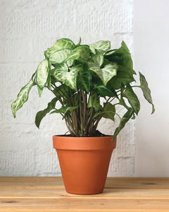 Green Arrowhead Plant