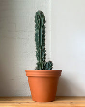 Load image into Gallery viewer, Assorted Cacti