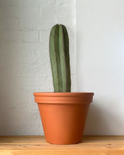 Load image into Gallery viewer, Assorted Cacti