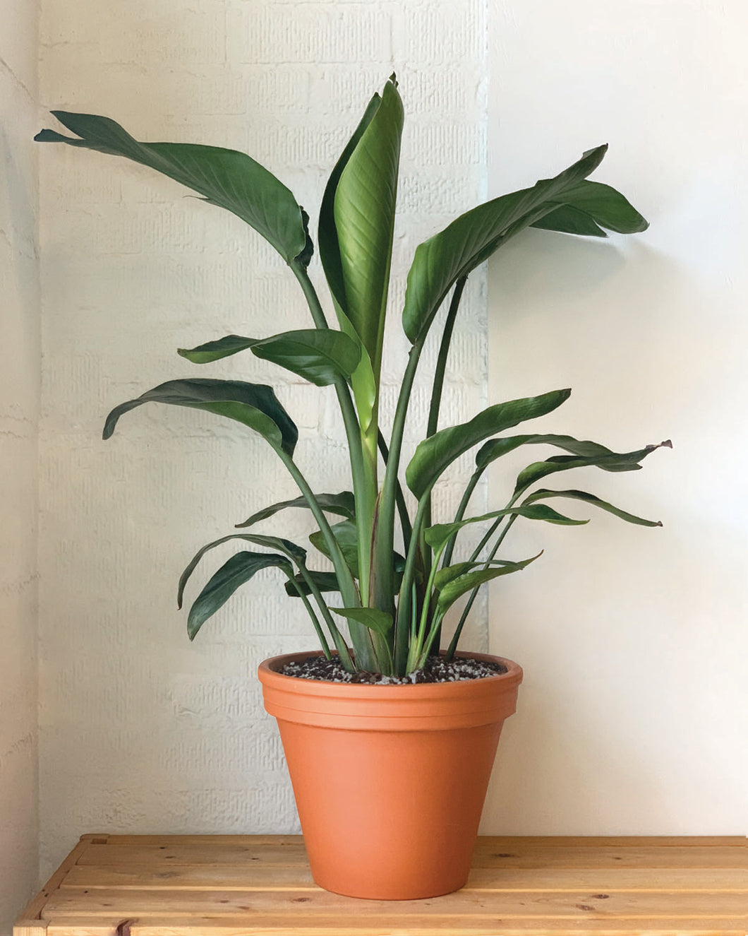 bird of paradise plant indoor buy Birds of Paradise – Plant Shop GR