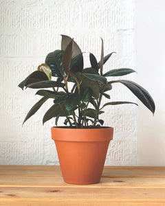 Burgundy Rubber Tree