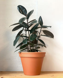 Burgundy Rubber Tree