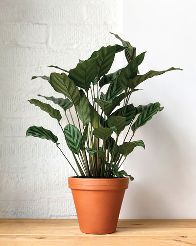 Calathea Freddie