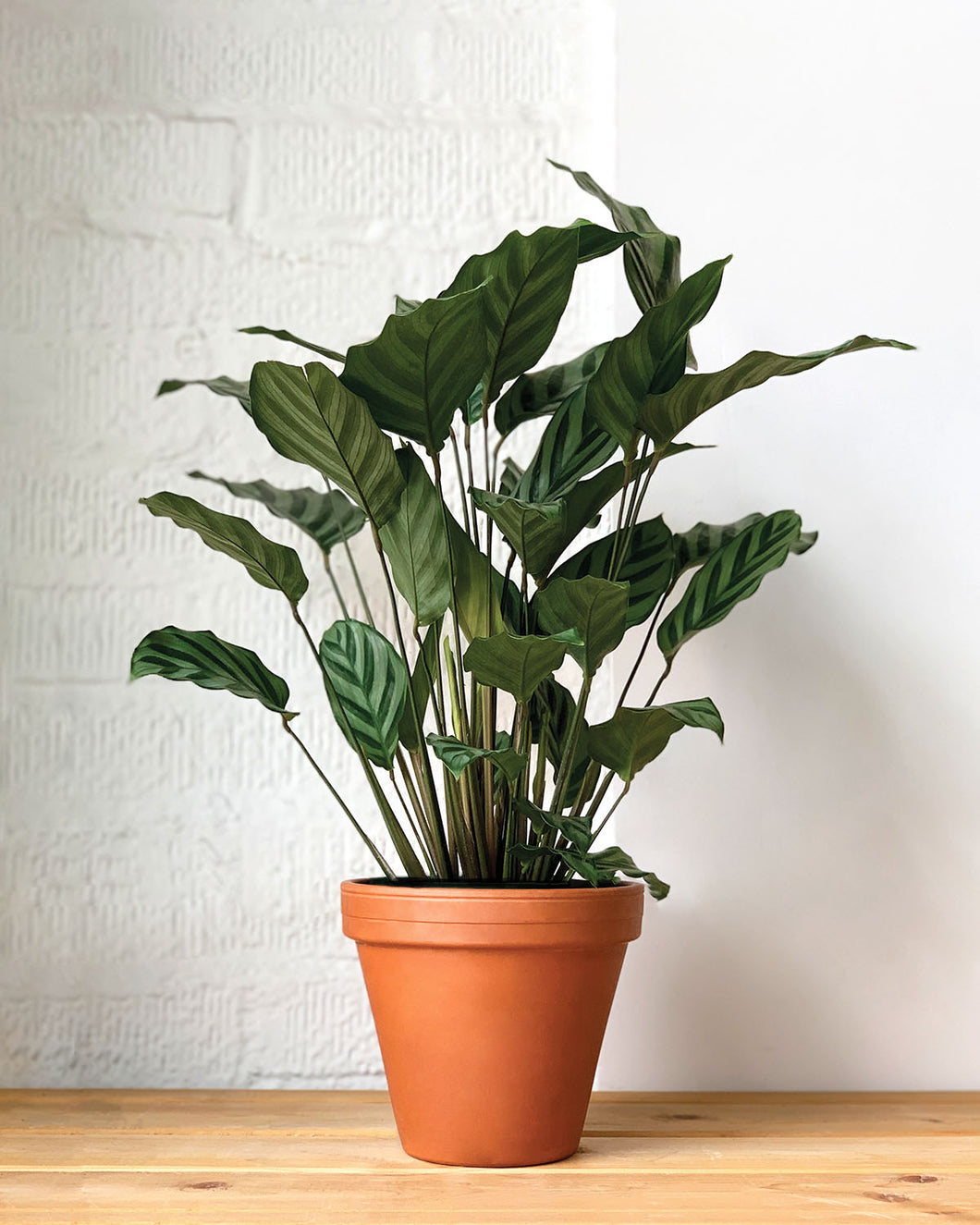 Calathea Freddie