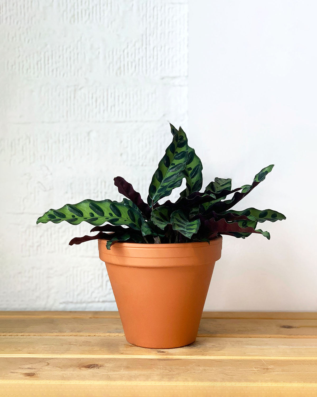 rattle snake plant Calathea Rattlesnake – Plant Shop GR