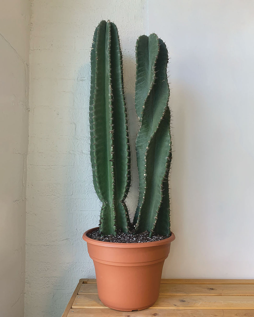 Cereus Peruvianus