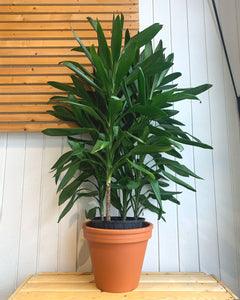 Cordyline Glauca