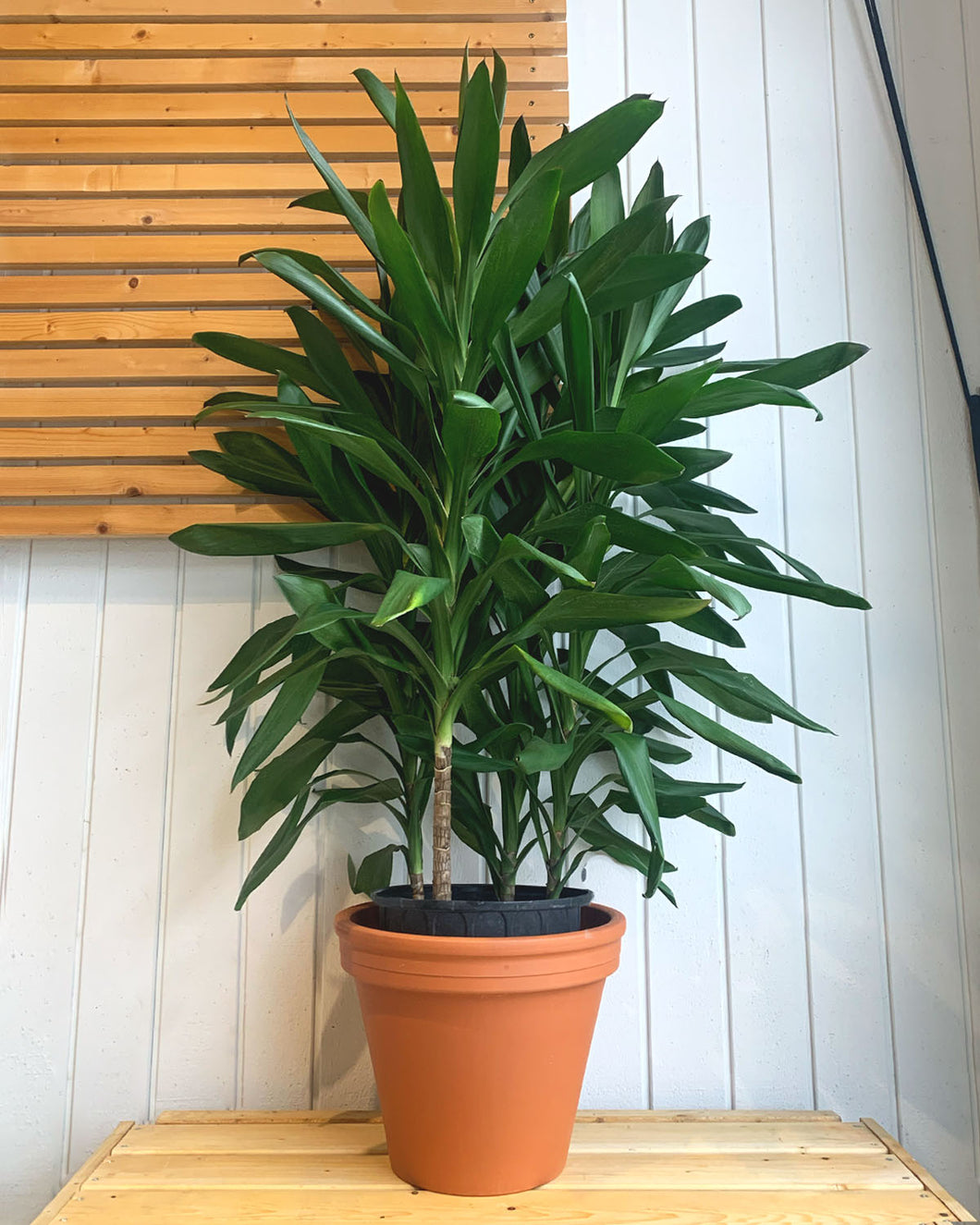 dracaena cordyline glauca Cordyline Glauca