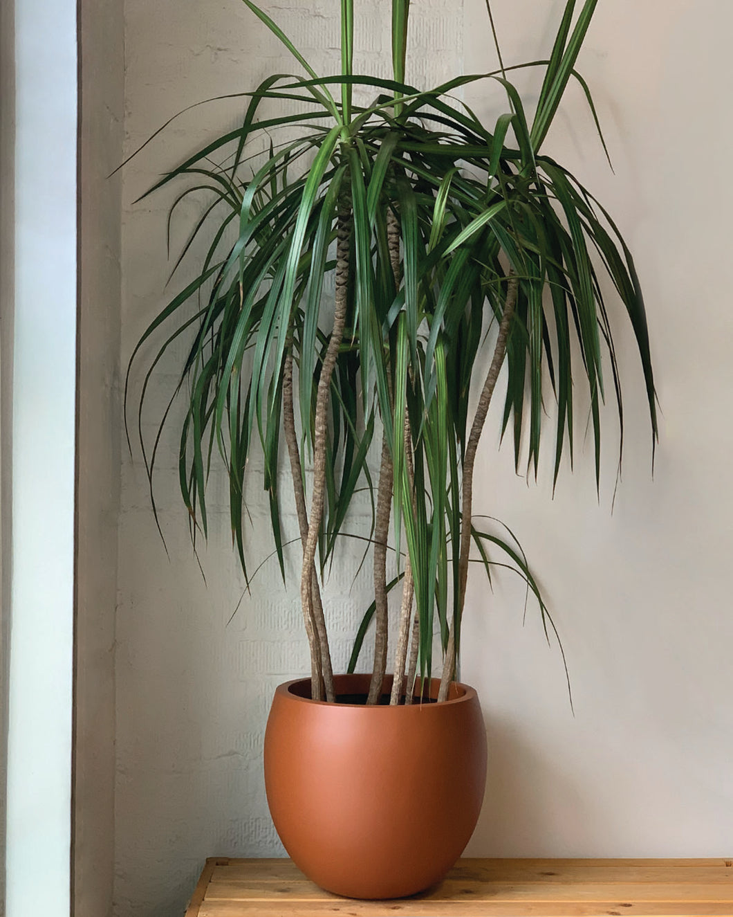 Dracaena Marginata