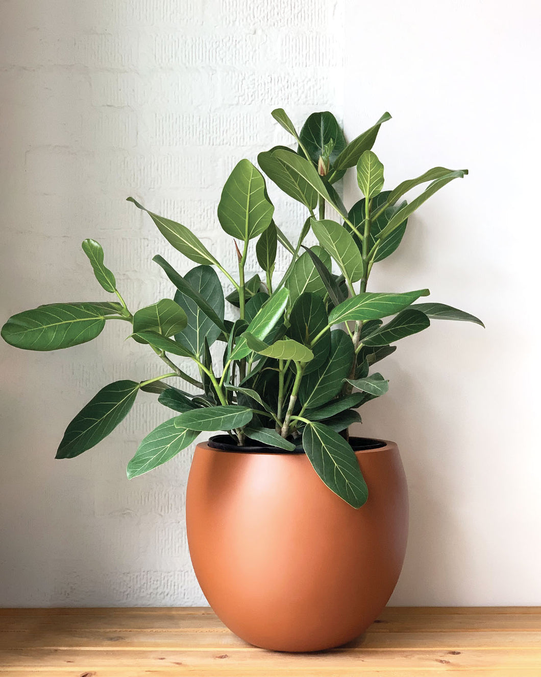 Ficus Audrey