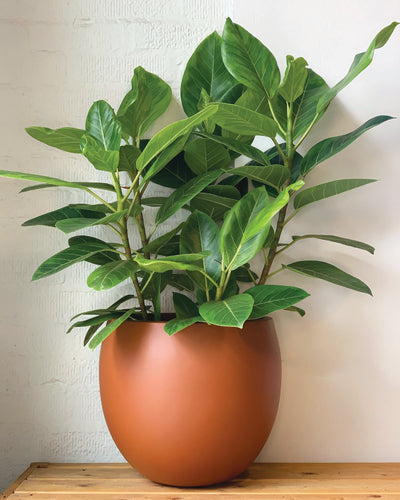 Ficus Golden Gem