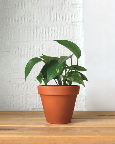 Golden Pothos