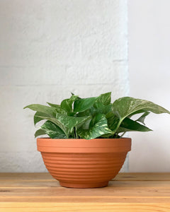 Marble Queen Pothos
