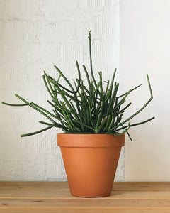 pencil cactus houseplant Pencil Cactus – Plant Shop GR