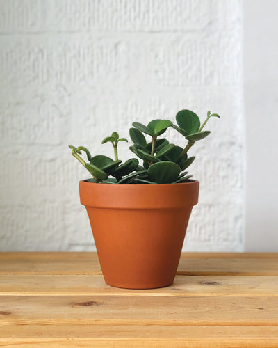 Peperomia Hope