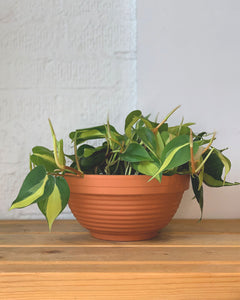 Philodendron Brasil