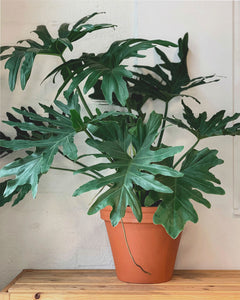 Philodendron Hope