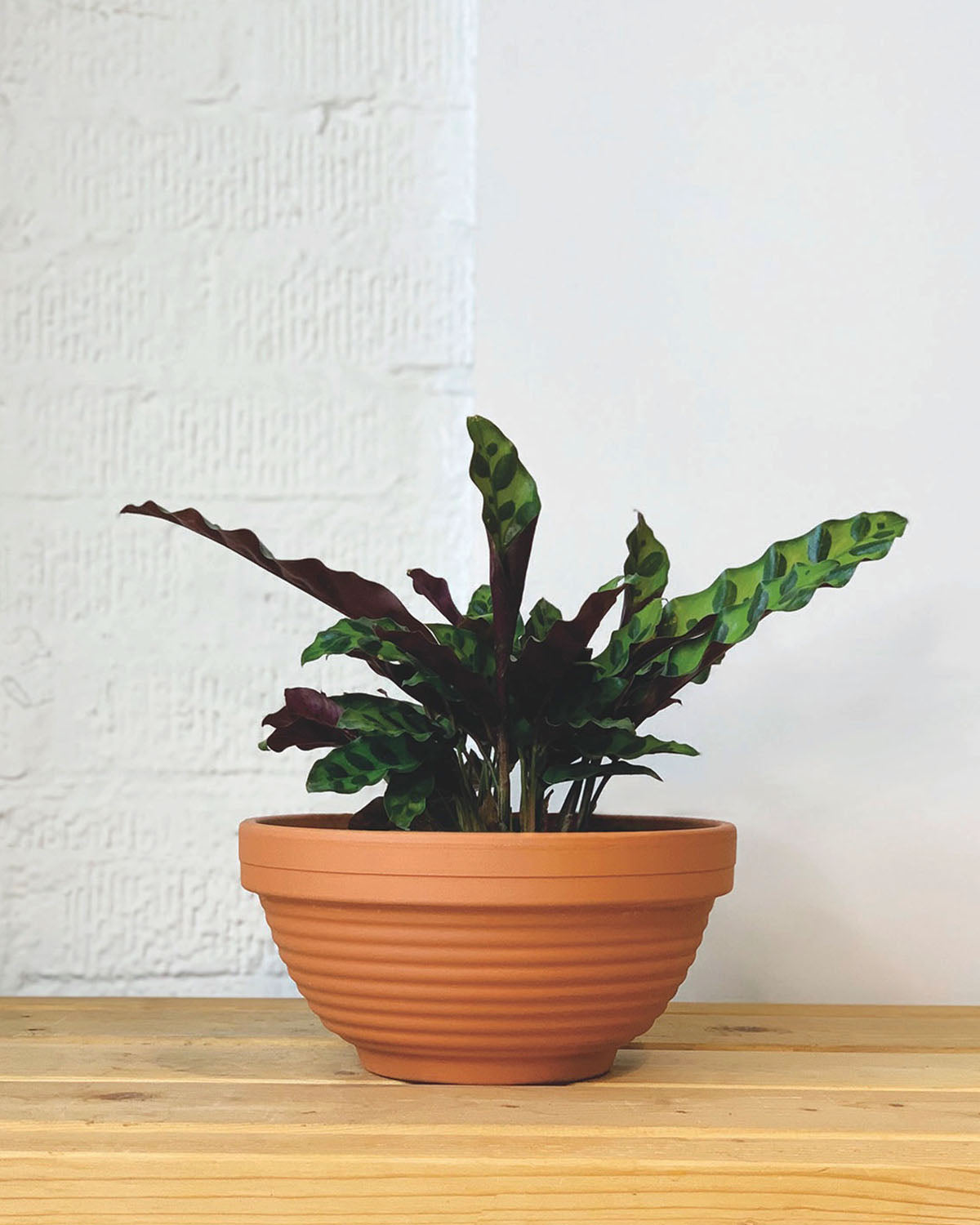 indoor rattlesnake plant Calathea Rattlesnake – Plant Shop GR