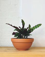 Load image into Gallery viewer, Calathea Rattlesnake