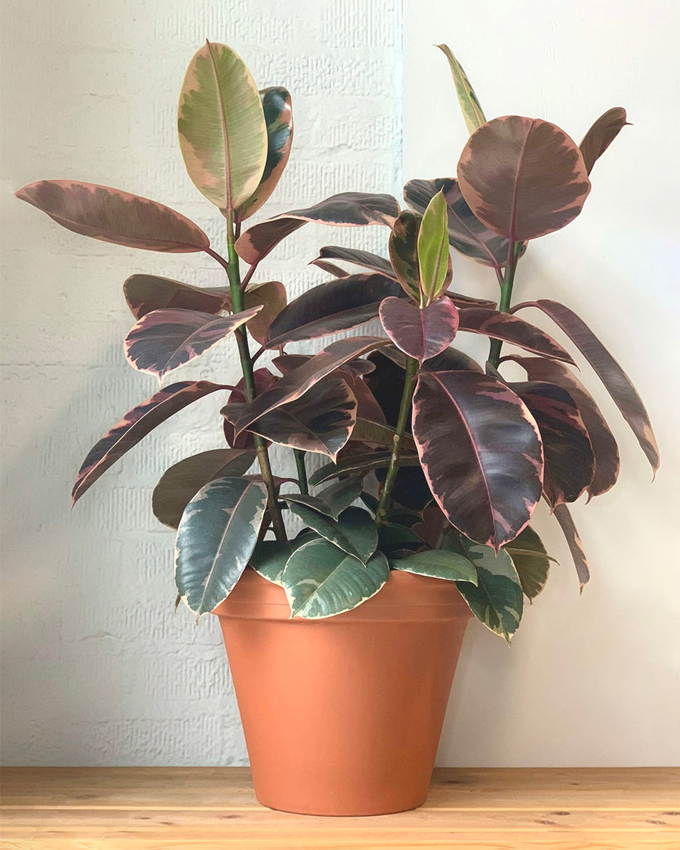 Ruby Red Rubber Tree – Plant Shop GR