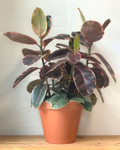 Ruby Red Rubber Tree