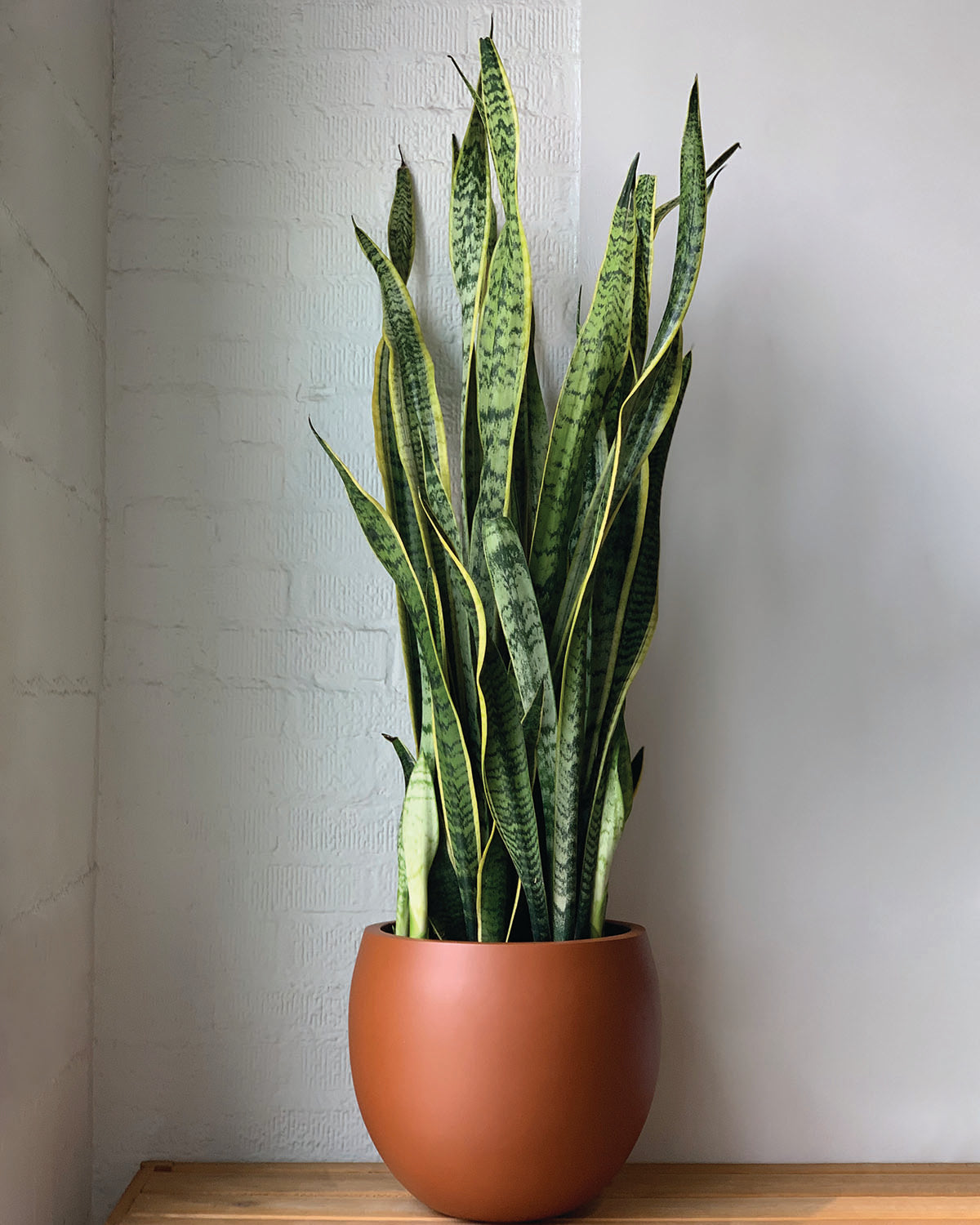 sansevieria laurenti Sansevieria Laurentii