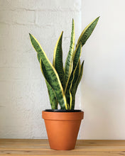 Load image into Gallery viewer, Sansevieria Laurentii
